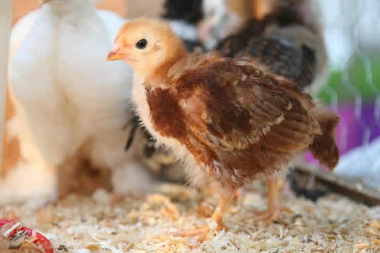 Construire un abri pour poussins